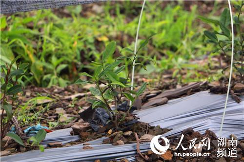 “白葉一號”茶苗。何萌攝