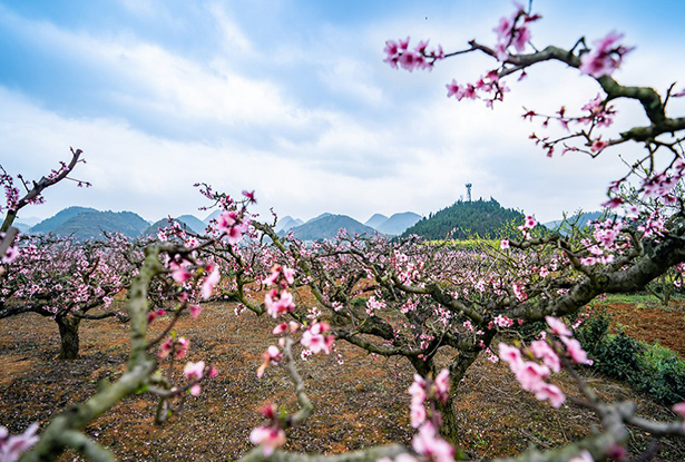 貴州永樂：萬畝桃花朵朵開（高清組圖）