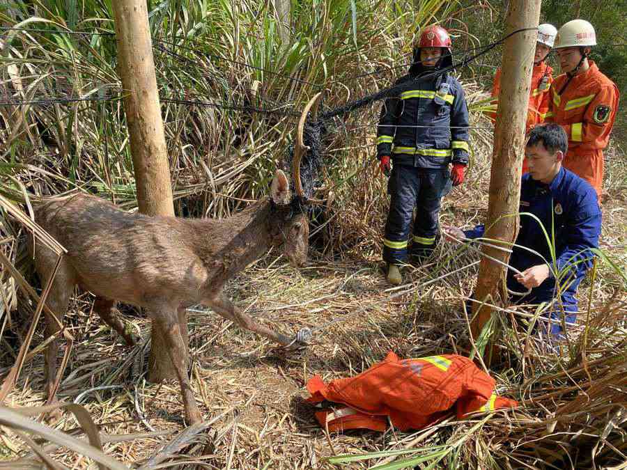 在福建平潭，國家一級保護動物梅花鹿被困，獲成功解救。平潭消防支隊供圖