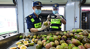 东盟水果的通关“接力赛”